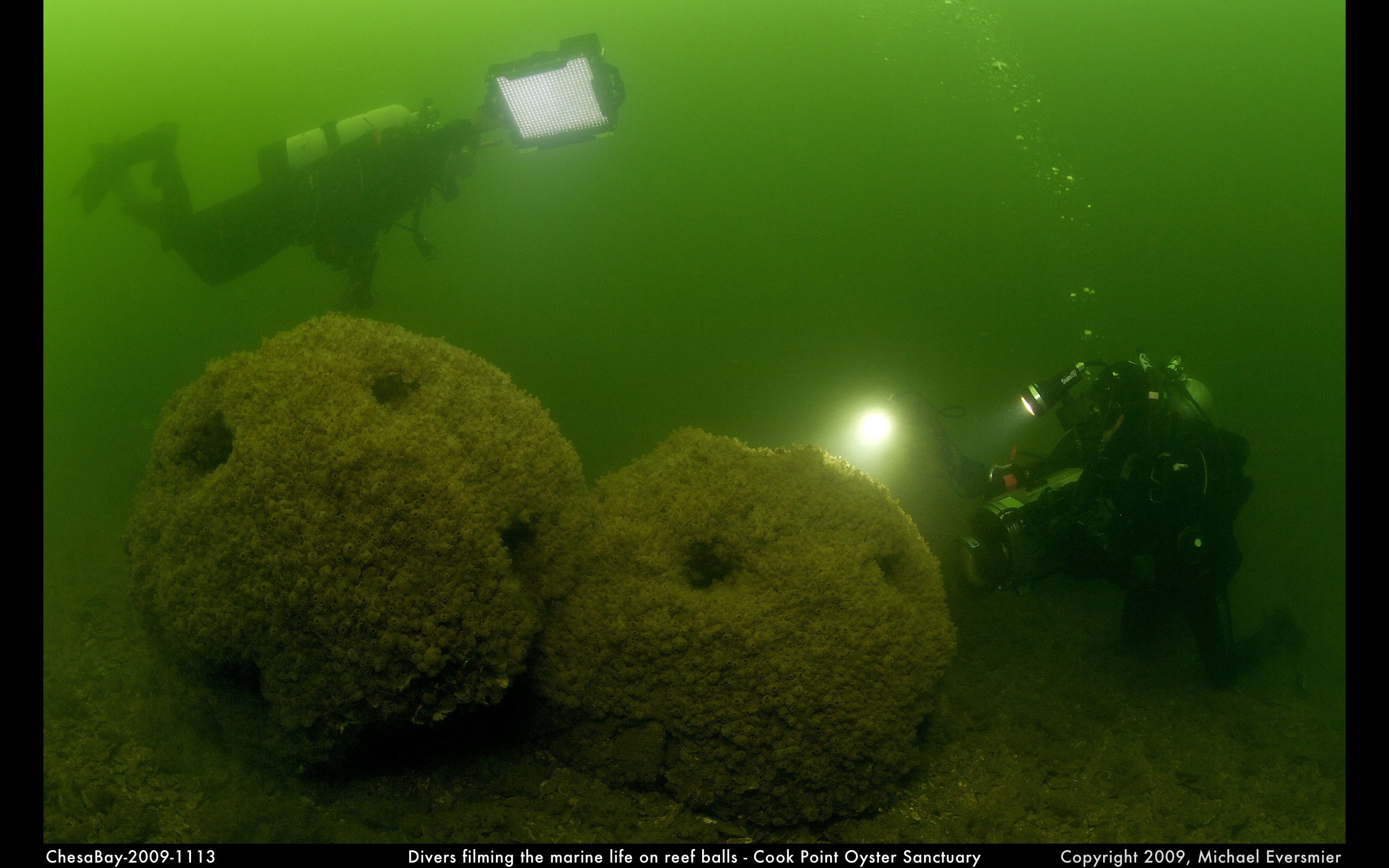 A classic Reef Ball deployment in Chesapeake Bay shows marine life developing around the balls, which is what the holes are for.