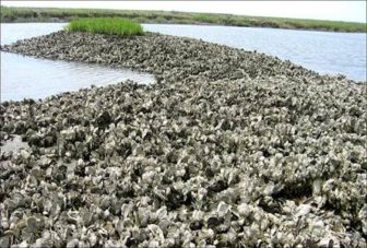 An oyster reef in Chesapeake Bay.