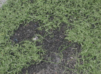 Crumb rubber infill shows through a bare spot in a synthetic turf field.