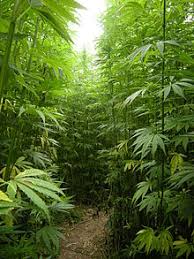 A hemp field in Côtes-d'Armor, Brittany, France (Europe's largest hemp producer)
